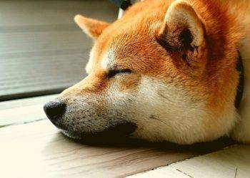 Dogecoin Recap: From Dormant Accounts To Helping Animal Shelters In Chicago