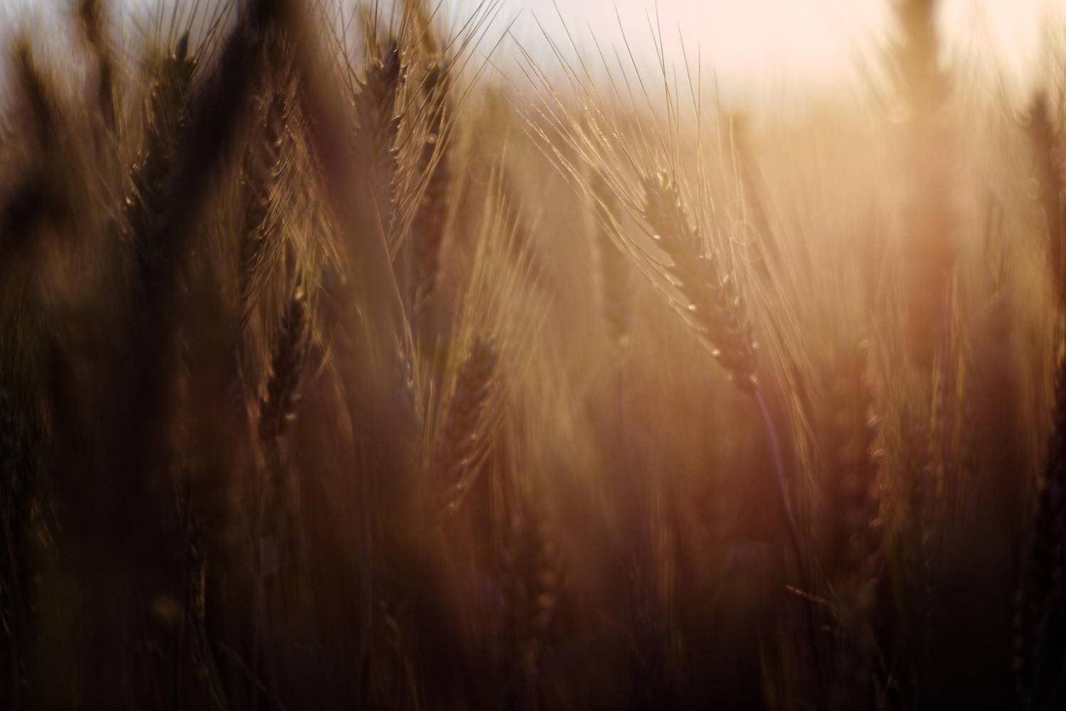 wheatfarming