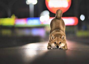 shiba inu speculators could learn this lesson from dogecoin