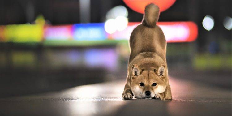 shiba inu speculators could learn this lesson from dogecoin