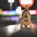 shiba inu speculators could learn this lesson from dogecoin