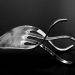 5 bitcoin forks: how they performed against btc?