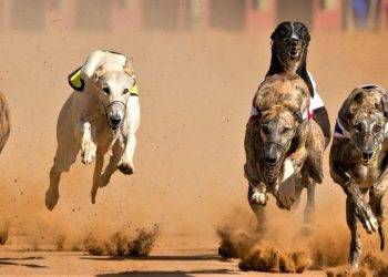 coin race: top winners/losers of october; btc, eth all time highs, meme rally continues