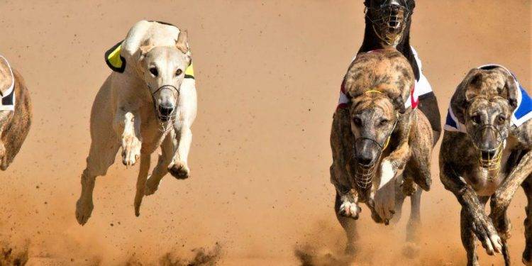 coin race: top winners/losers of october; btc, eth all time highs, meme rally continues