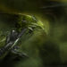 green gaming