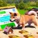 Shiba Inu has a new use case — Buying land in SHIB: The Metaverse